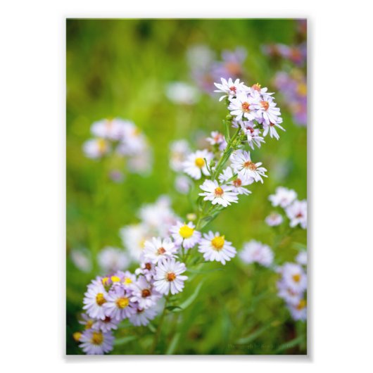 Photo de la ligne de beauté (Devant)