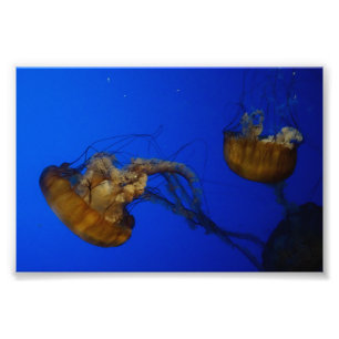 Photo de la méduse de la mer du Pacifique