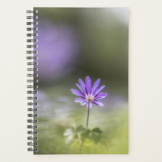 Photo de la nature de la fleur (Devant)