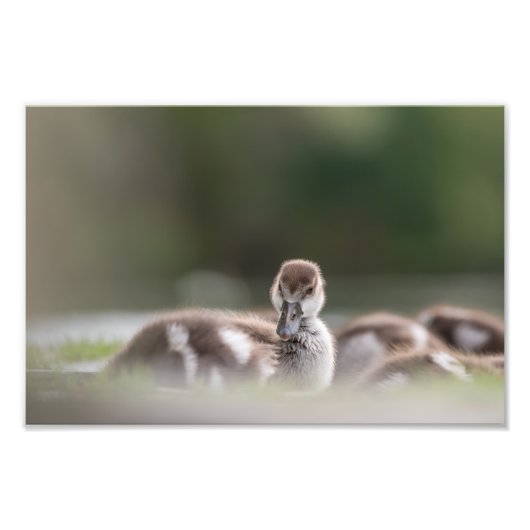 Photo de la nature du mignon poussette (Devant)
