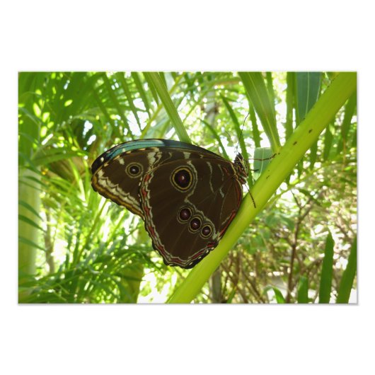 Photo de la nature du papillon bleu Morpho (Devant)