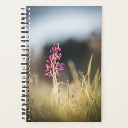 Photo de la nature sauvage de l'orchidée (Devant)