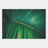 Photo de la nature tropicale de la feuille verte (Devant)