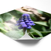 Photo de l'Hyacinthe des raisins (Coin)