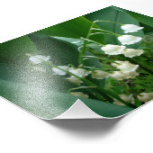 Photo de Lily des fleurs de la Vallée (Coin)