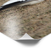 Photo de l'Oie des neiges (Coin)