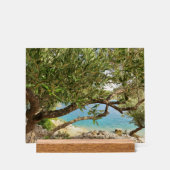 Photo de l'olivier de la mer Méditerranée (Recto)