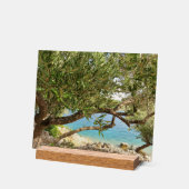 Photo de l'olivier de la mer Méditerranée (Angle)