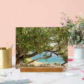 Photo de l'olivier de la mer Méditerranée (Mariage)