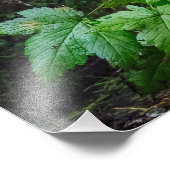 Photo de l'ours de l'esprit (Coin)