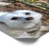 Photo de Meerkat Collage Valeur Poster murale (Coin)