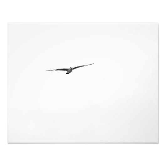 Photo de mouette noire et blanche (Devant)