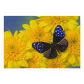 Photo de papillon (Devant)