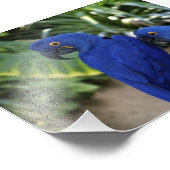 Photo de perroquets bleus (Coin)