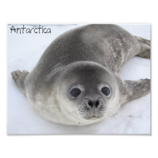 Photo de phoque infantile en Antarctique (Devant)
