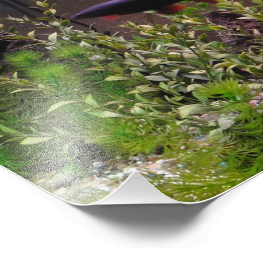 Photo de requin arc-en-ciel (Coin)