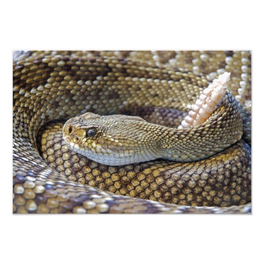 Photo de serpent à sonnette (Devant)