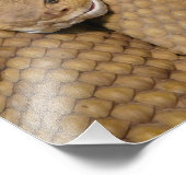 Photo de serpent à sonnette effrayant (Coin)