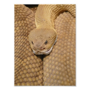 Photo de serpent à sonnette effrayant
