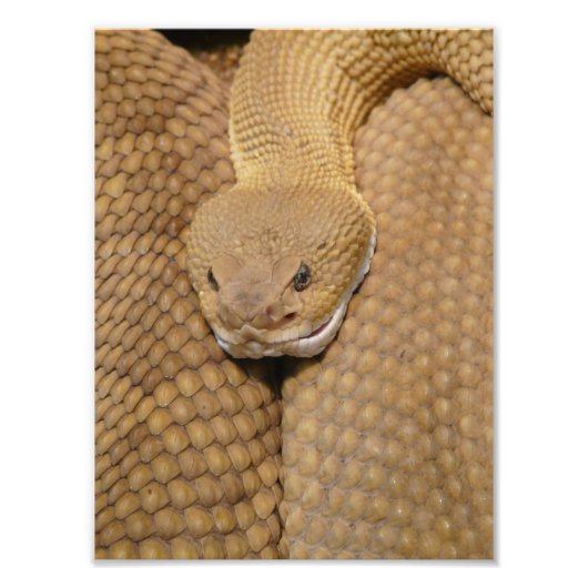 Photo de serpent à sonnette effrayant (Devant)