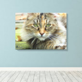 Photo de toile Brown à laine de chat enveloppée (Insitu (Plancher de Bois))