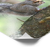 Photo d'écureuil affamé (Coin)