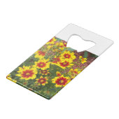 Photo des fleurs de Coréopsis rouge et jaune ensol (Dos Angle)