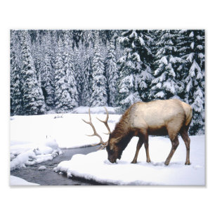 Photo d'impression de scène de neige d'élan