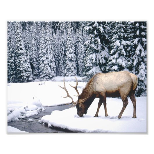 Photo d'impression de scène de neige d'élan (Devant)
