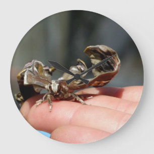 Photo d'insecte brutal Bébé Papillon Horloge ronde