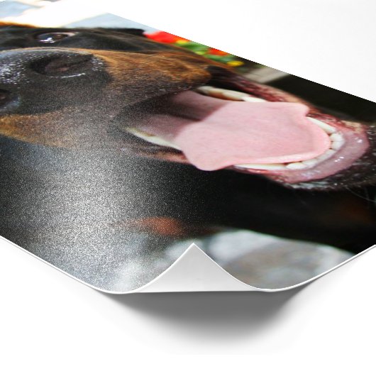 Photo Doberman (Coin)
