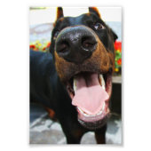 Photo Doberman (Devant)