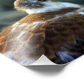 Photo d'oiseau/Cadeau de jeune goéland/Oiseau/Oise (Coin)