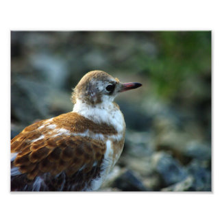 Photo d'oiseau/Cadeau de jeune goéland/Oiseau/Oise