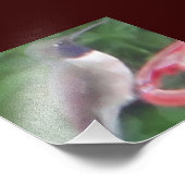 Photo d'oiseau de Humming liée à Pix (Coin)