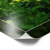 Photo du champ Snapdragon Jaune (Coin)