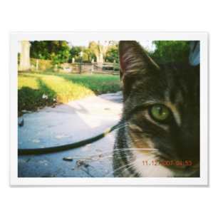 Photo du chat tigré non nommé "Skater"