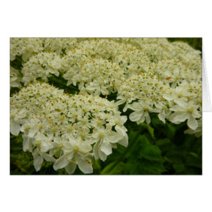 Photo du Fleur sauvage de dentelle de la reine Ann