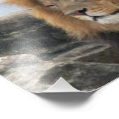 Photo du lion de la faune (Coin)