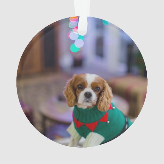 Photo du mémorial du chien de chat dos (dos)