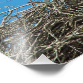 Photo du nid de la cigogne (Coin)