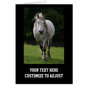 Photo du poney de Cute