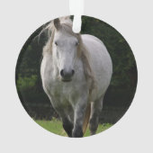 Photo du poney de Cute (dos)