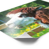 Photo d'un animal de Llama (Coin)