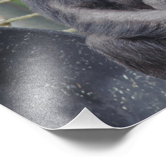 Photo d'un chimpanzé assis et debout (Coin)