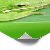 Photo d'une affiche de grenouille d'arbre (Coin)