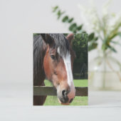 Photo d'une carte postale Cheval de quart (Debout devant)