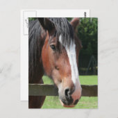 Photo d'une carte postale Cheval de quart (Devant / Derrière)