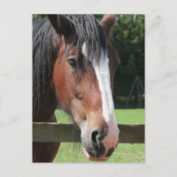 Photo d'une carte postale Cheval de quart