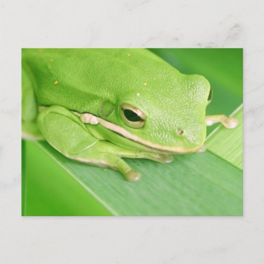 Photo d'une carte postale de grenouille à arbre (Devant)